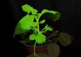 Científicos crean plantas que se iluminan al ser infectadas por plagas y enfermedades