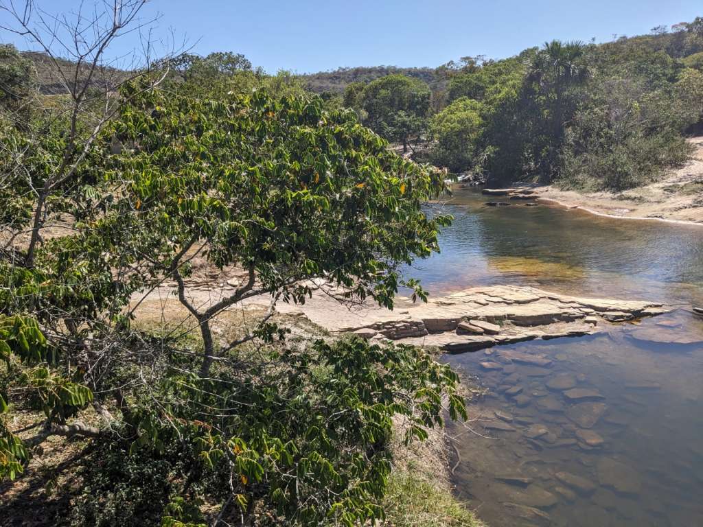 El árbol Inga, de la familia Leguminosae, tiene cerca de 300 especies, aunque se cree que podría haber muchas más por descubrir.