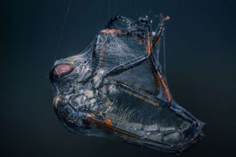 Niki Colemont, de Bélgica, fue el ganador. Muestra el momento en el que una araña atrapa en su red a un ejemplar de mosca ladrona. Todo sucedió en un jardín de Bélgica.