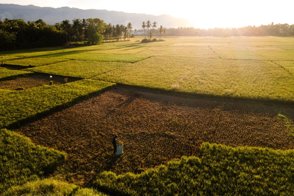 (FILES) This aerial picture shows a farmer cutting paddy crops damaged by drought in Aneuk Galong, Aceh province on August 30, 2026.