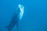 Tiburón ballena realiza la mayor migración transpacífica jamás registrada