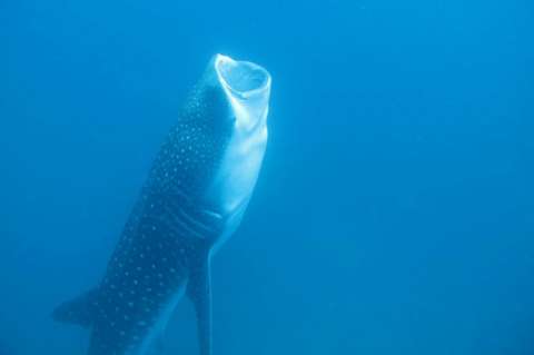 Tiburón ballena realiza la mayor migración transpacífica jamás registrada