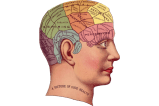 Hacer cosquillas al cerebro estimula la memoria