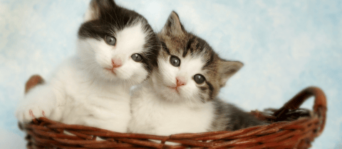 Calendario de vacunas para gatos: ¿cuáles son y cuándo ponerlas?