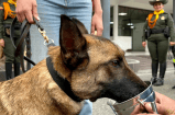 ¿Quiere adoptar a un perro o caballo de la Policía Nacional? Así puede hacerlo
