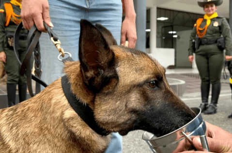 ¿Quiere adoptar a un perro o caballo de la Policía Nacional? Así puede hacerlo