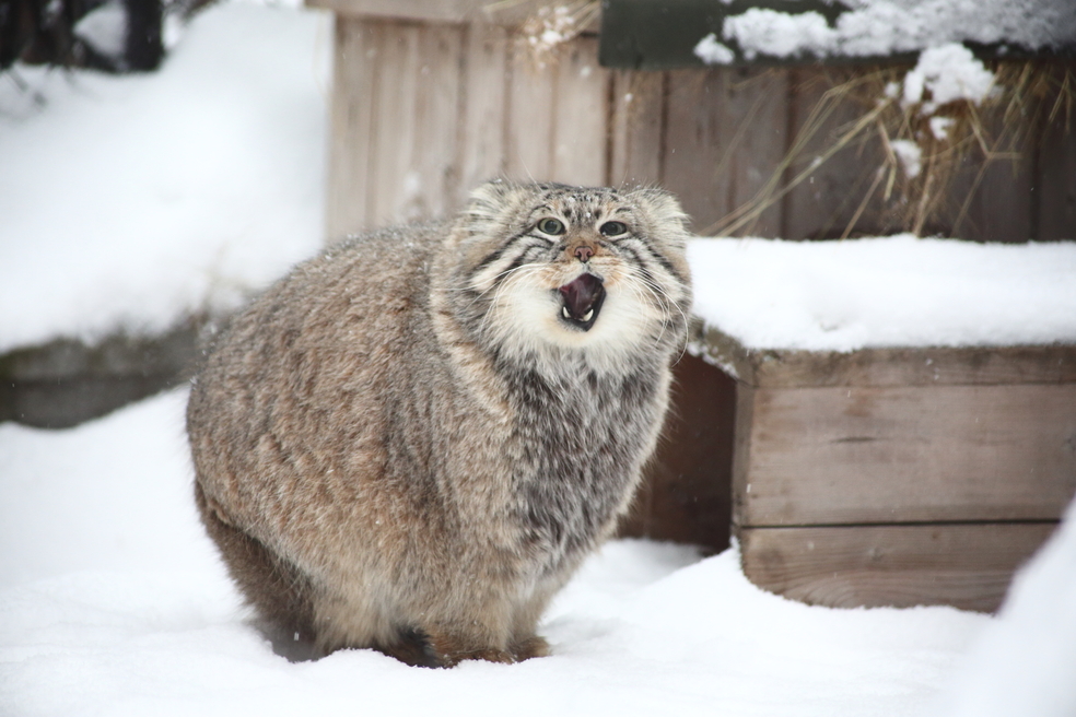Retrato de un manul adulto. Estos animales suelen tener un tamaño similar al de los gatos domésticos.