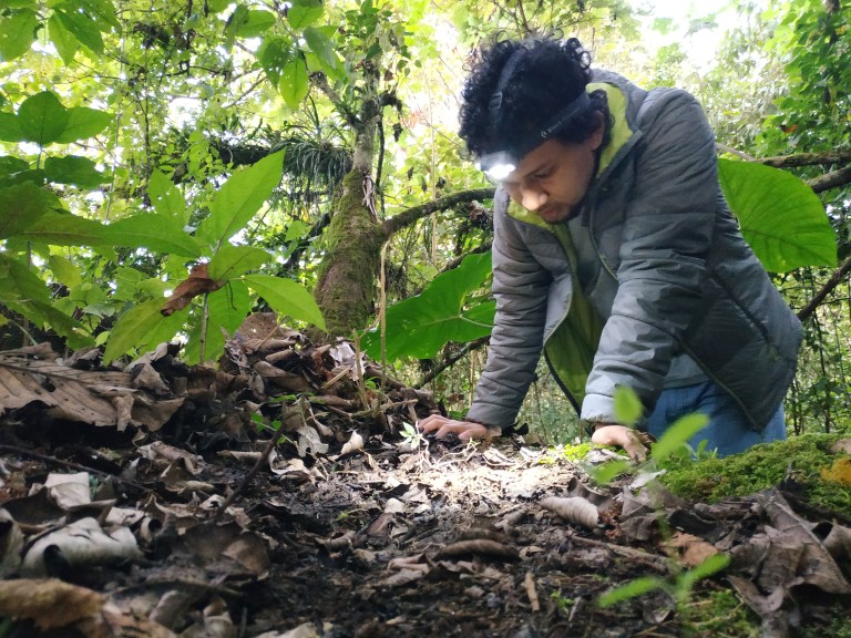 Abren convocatoria para financiar tesis de pregrado y maestría sobre biodiversidad