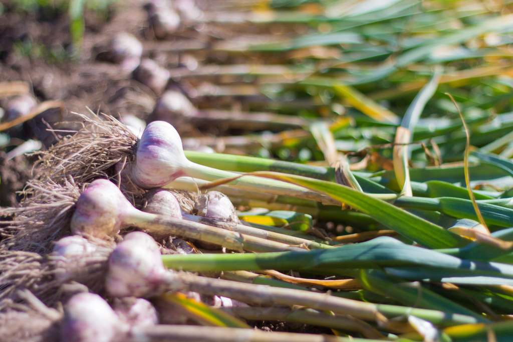 Fotografía de una planta de ajo después de ser cosechada, con los bulbos expuestos.