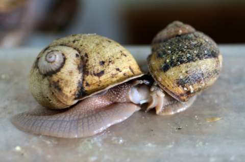 Caviar de caracol, un lujo en Europa