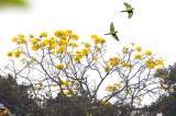 Autoridades piden respetar la fauna silvestre durante la Feria de las Flores