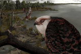 Encuentran fósil de la que sería una de las especies de aves rapaces más antiguas