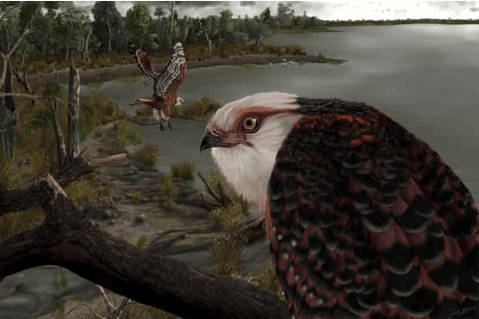Encuentran fósil de la que sería una de las especies de aves rapaces más antiguas