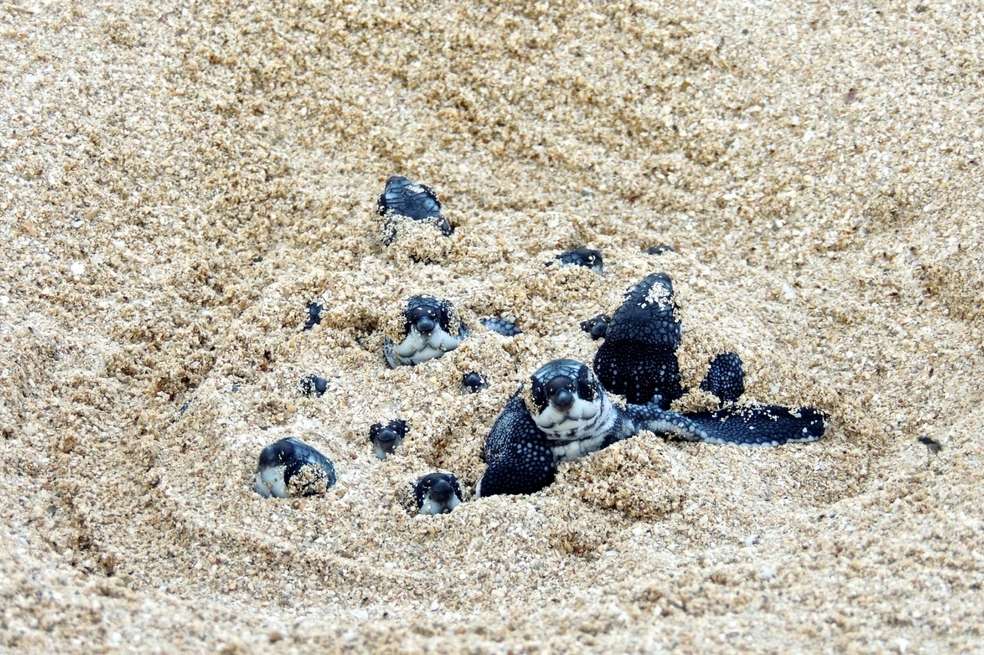 Las especies de tortugas marinas que habitan Colombia tienen algún grado de amenaza. / Fundación Tortugas del Mar.