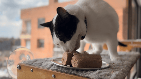 De la patita de Pixie a la ciencia del plato: la revolución de la comida húmeda en Colombia