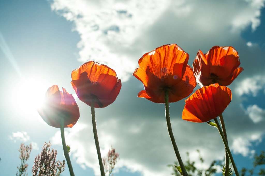 Plantas y luz