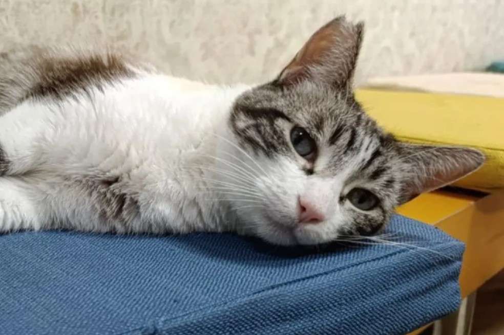 Roma es perfecta para cualquier hogar: se lleva bien con otros animales y es una gran compañera para niños pequeños.
