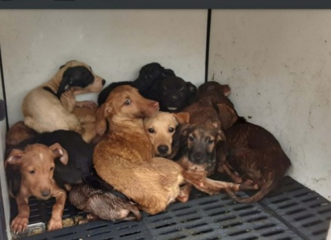 Más de 30 perros, con signos de maltrato físico y emocional, fueron rescatados en Medellín