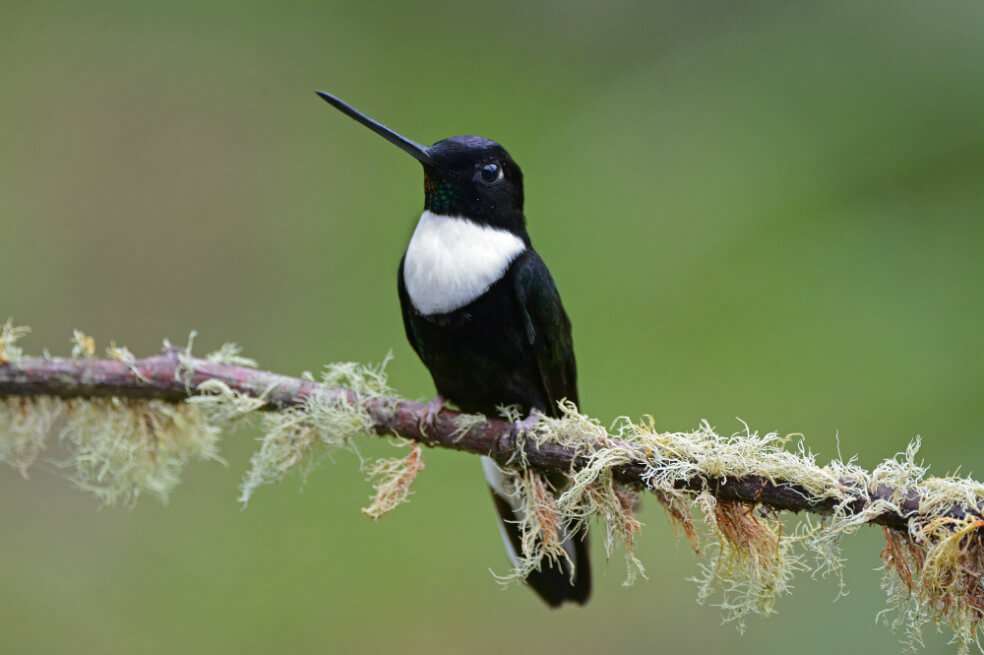 Colombia se destaca por contar con 1.550 especies de aves, ocupando el primer lugar con mayor número de especies en Latinoamérica.  / Cotelco Caldas 