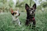 ¿Qué significa cuando un perro le ladra mucho a una persona?