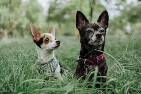 ¿Qué significa cuando un perro le ladra mucho a una persona?