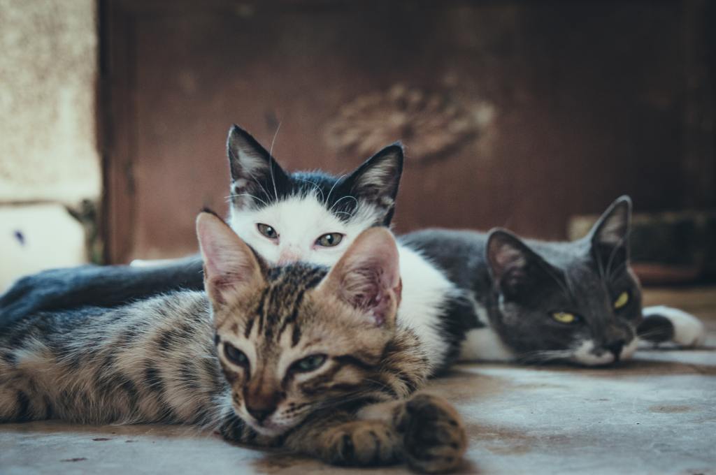 ¿Y los perros? En Catar los gatos son los dueños de la calle