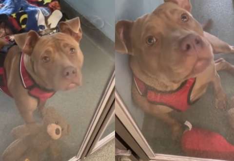 Perrita adoptada es devuelta al refugio a los pocos días: esta es la razón