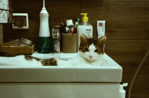 ¿La creolina es mala para los gatos?