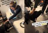 En video: adolescente autista y perro rescatado construyen un lazo especial