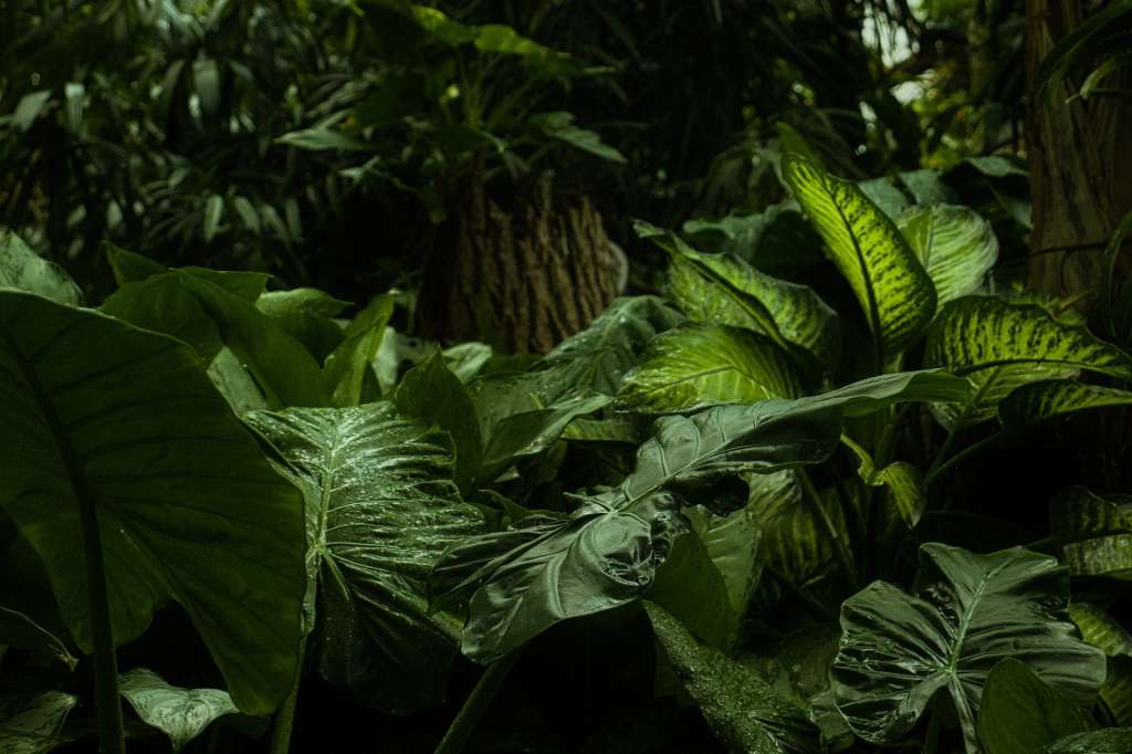 Bosque tropical.