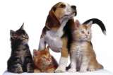 Concejo de Bogotá aprueba urgencias veterinarias gratuitas para estratos 1 y 2
