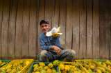 Opinión | Desarrollar las cuatro mejoras en los sistemas agroalimentarios