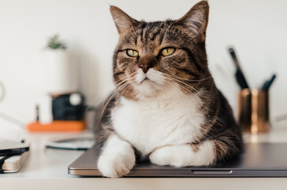 ¿Qué tanto nos escuchan y entienden los gatos?