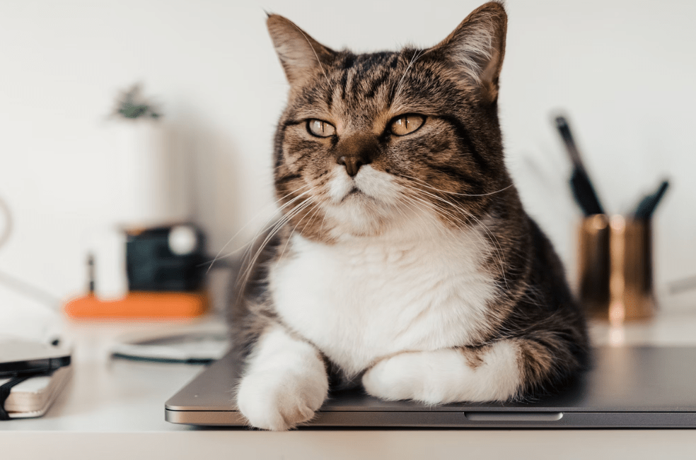 ¿Qué tanto nos escuchan y entienden los gatos?