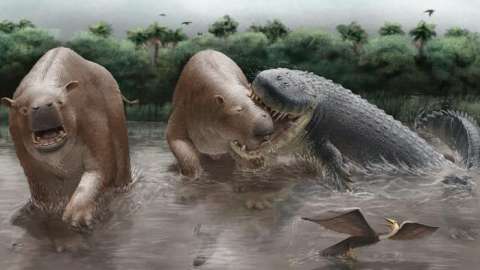 La historia de un ataque de cocodrilo gigante ocurrido en Colombia hace 10 millones de años