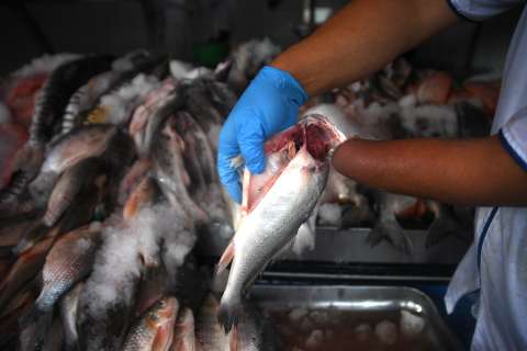 Consejos para elegir pescado en Semana Santa, evitar el mercurio y cuidar su salud