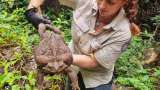 La gigantesca rana hallada en Australia que podría ser la más grande del mundo