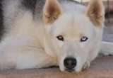 Familia devuelve a un Husky al refugio, pero su transformación sorprendió a todos