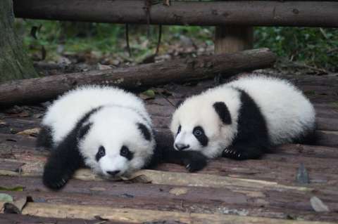 Tres animales salvados de la extinción por los seres humanos