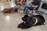 “No fue fácil de manejar”: Avianca ante presencia de 25 perros durante vuelo