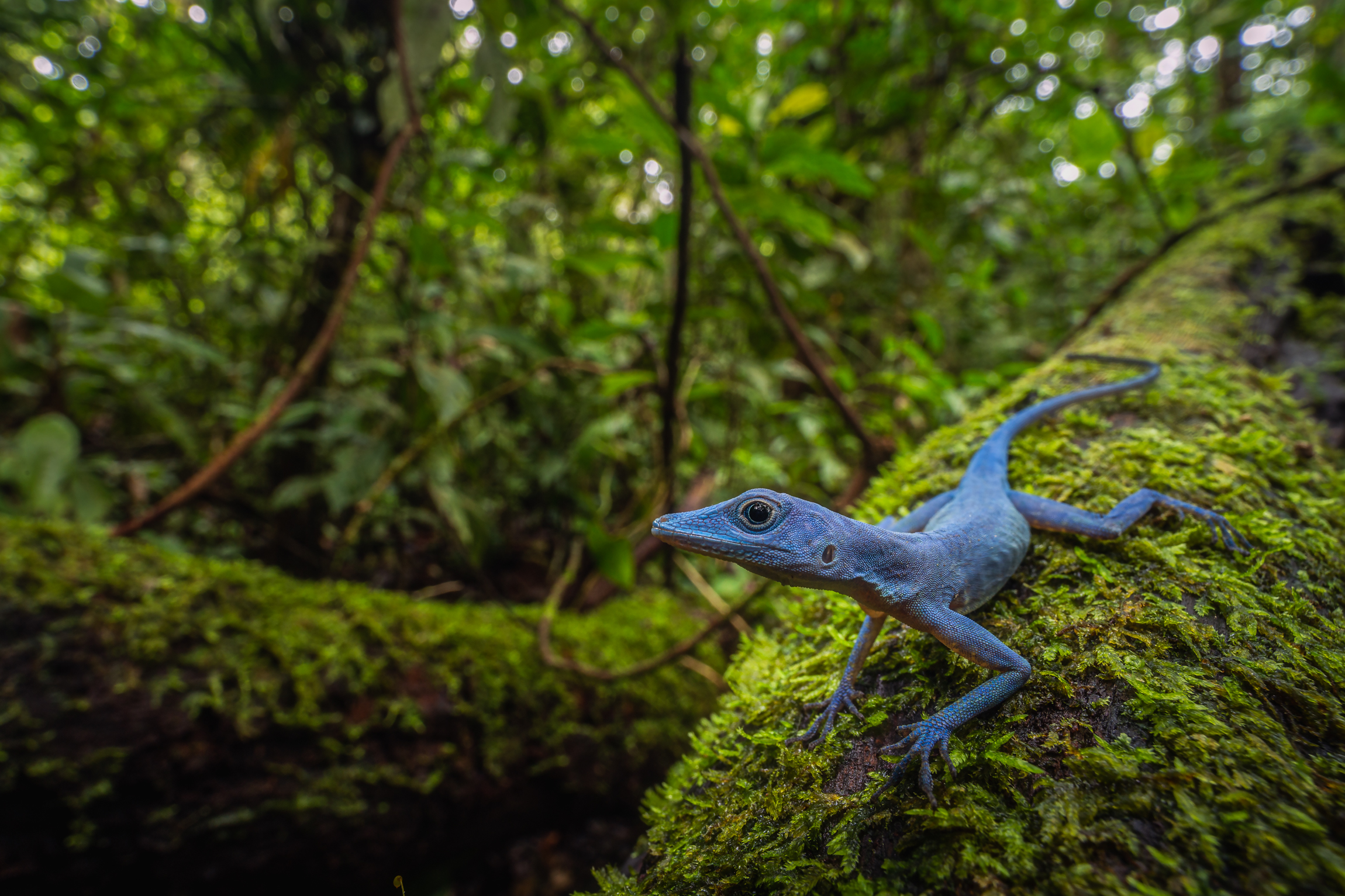 Lagarto azul