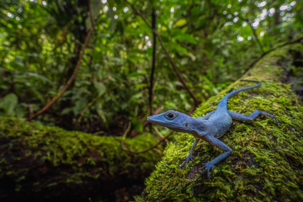 Lagarto azul