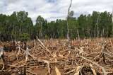 La herramienta de Google para combatir la deforestación
