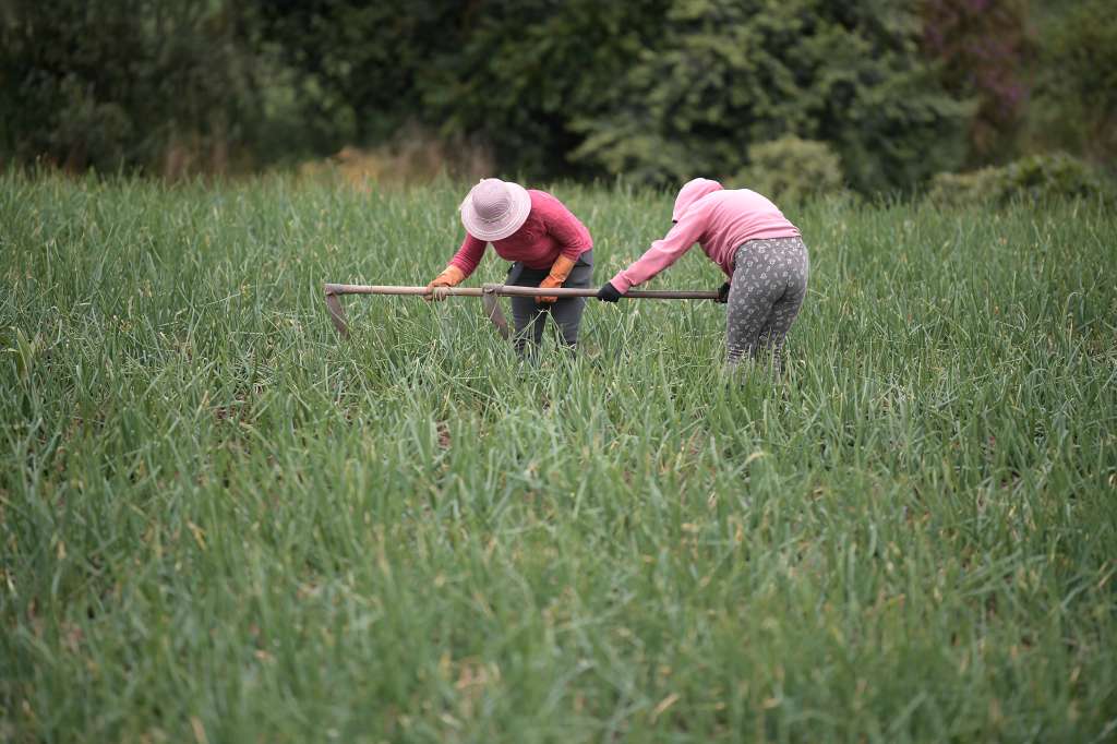 Corregimiento ubicado en una localidad de Pasto, Nariño.