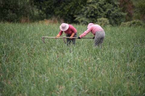 Los municipios donde más ha habido mordeduras de serpientes venenosas en 2025