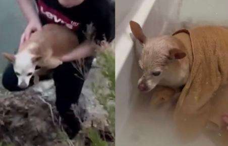 Video: niño rescató a una perrita que llevaba dos días atrapada en unos arbustos