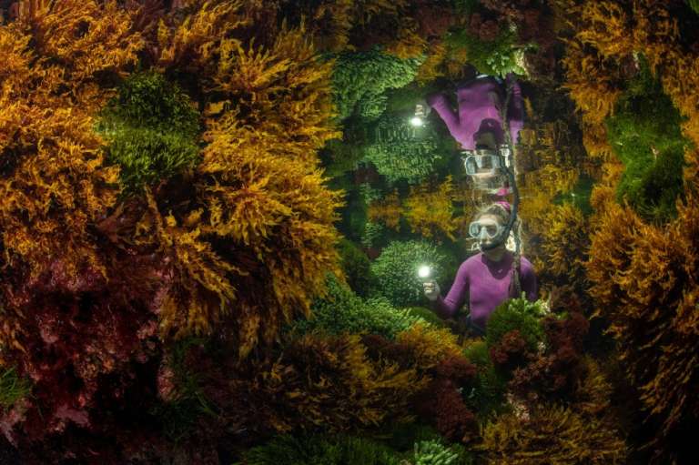 Categoría plantas y hongos: Justin Gilligan, de Australia, fotografía el reflejo de un guardián marino entre las algas. Los efectos del cambio climático, como el aumento de la temperatura del agua, están afectando a los arrecifes a un ritmo cada vez mayor.