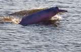 Lanzan plataforma para ayudar a conservar los delfines de río en Suramérica