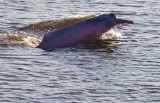 Lanzan plataforma para ayudar a conservar los delfines de río en Suramérica