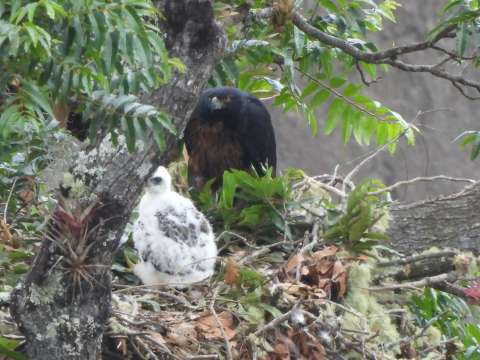 ¡Buenas noticias! El águila real de montaña se reproduce en el Huila